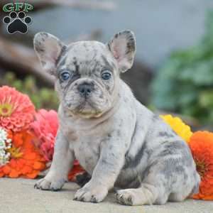 Tiger, French Bulldog Puppy