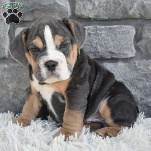 Bubba, Beabull Puppy