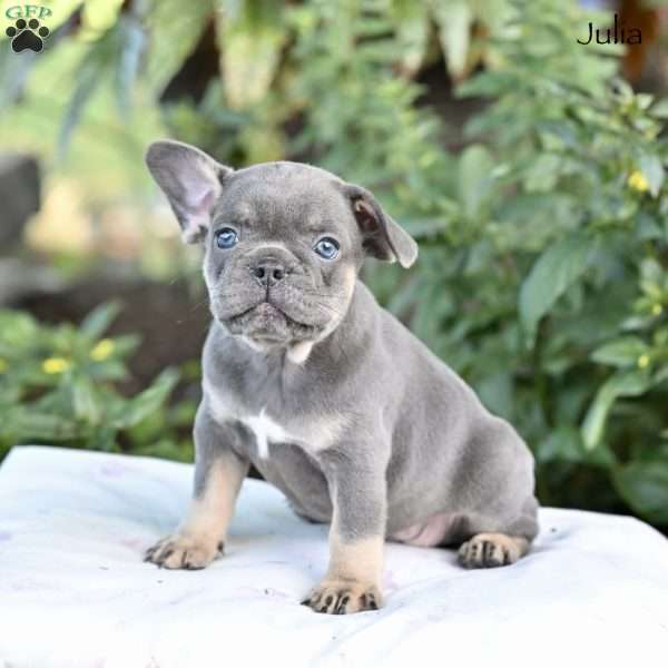 Julia, French Bulldog Puppy