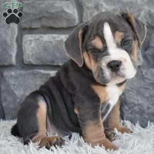 Bubba, Beabull Puppy