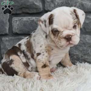 Turbo, Beabull Puppy