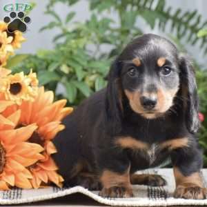 Shawn – Mini, Dachshund Puppy