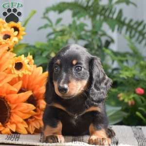 Sydney – Mini, Dachshund Puppy