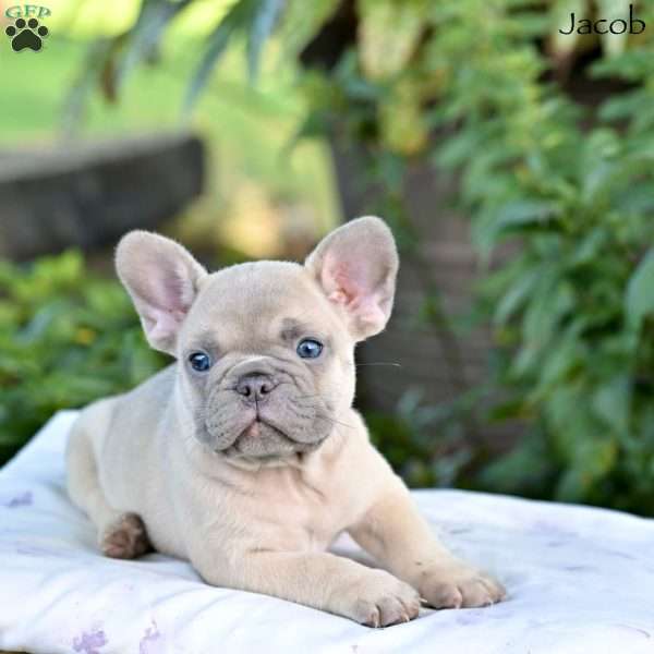 Jacob, French Bulldog Puppy