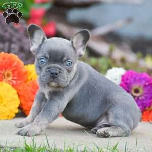 Titan, French Bulldog Puppy