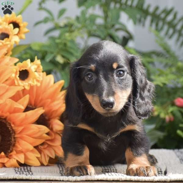 Sydney – Mini, Dachshund Puppy