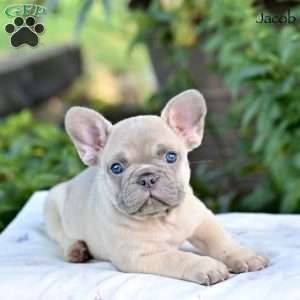 Jacob, French Bulldog Puppy