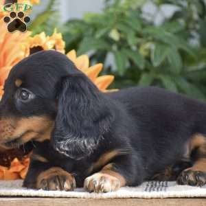Sydney – Mini, Dachshund Puppy