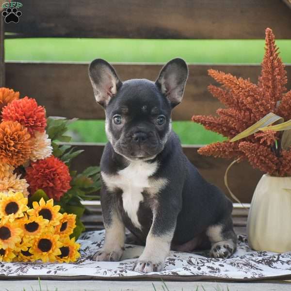 Jessica, French Bulldog Puppy