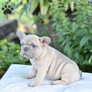 Jacob, French Bulldog Puppy