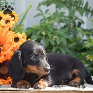 Sydney – Mini, Dachshund Puppy