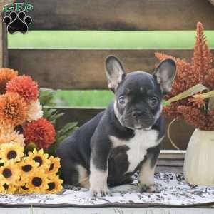 Jessica, French Bulldog Puppy
