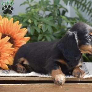 Sydney – Mini, Dachshund Puppy