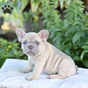 Jacob, French Bulldog Puppy