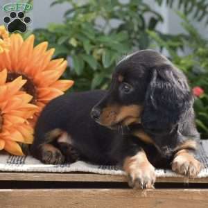 Sydney – Mini, Dachshund Puppy
