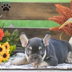 Justin, French Bulldog Puppy