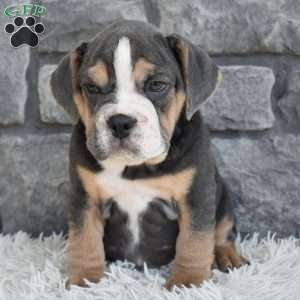 Bubba, Beabull Puppy