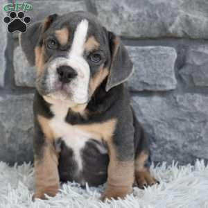 Bubba, Beabull Puppy