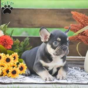 Justin, French Bulldog Puppy