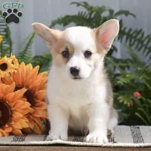 Hunter, Pembroke Welsh Corgi Puppy