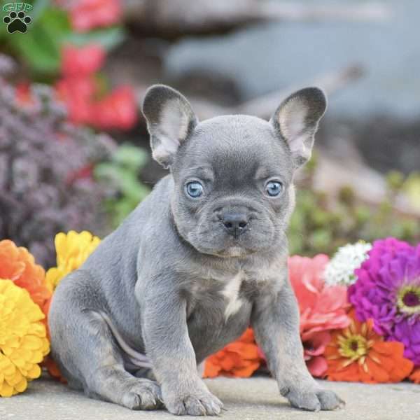 Titan, French Bulldog Puppy