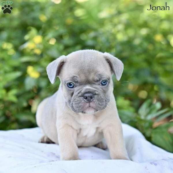 Jonah, French Bulldog Puppy