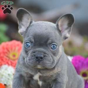 Titan, French Bulldog Puppy