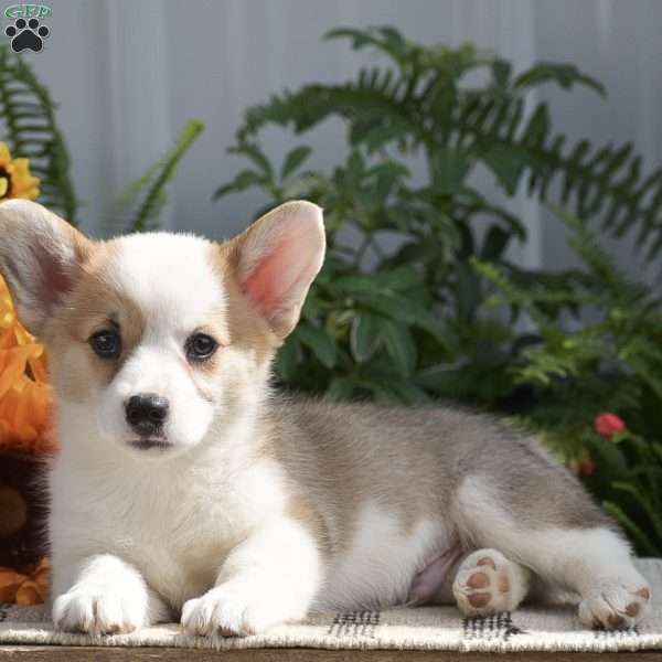 Hunter, Pembroke Welsh Corgi Puppy