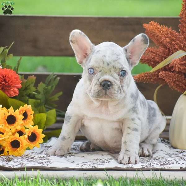 James, French Bulldog Puppy