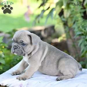 Julias, French Bulldog Puppy