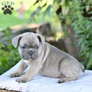 Julias, French Bulldog Puppy