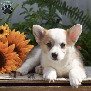 Hunter, Pembroke Welsh Corgi Puppy