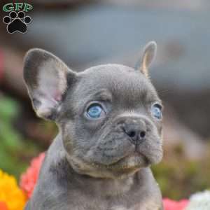 Titan, French Bulldog Puppy