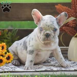 James, French Bulldog Puppy