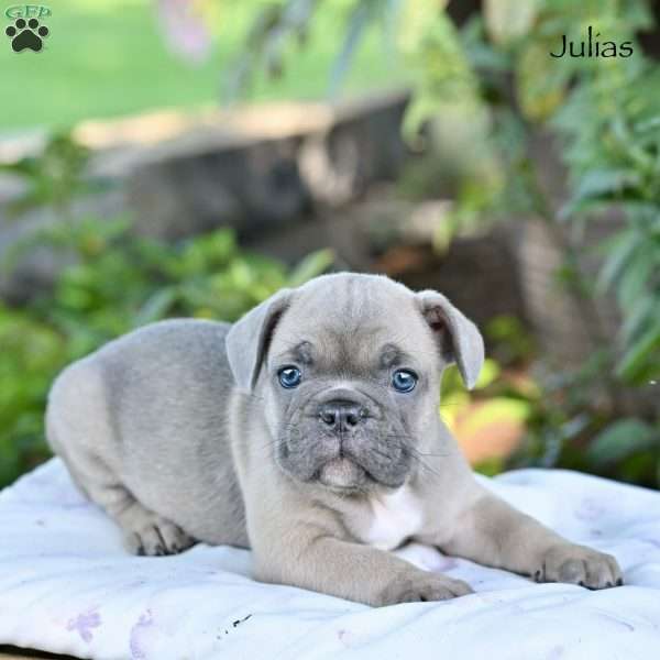 Julias, French Bulldog Puppy