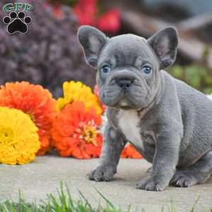 Tank, French Bulldog Puppy