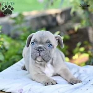 Julias, French Bulldog Puppy