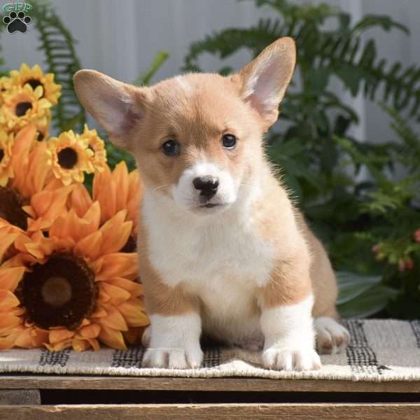 Hudson, Pembroke Welsh Corgi Puppy