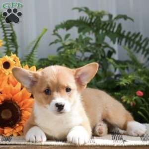 Hudson, Pembroke Welsh Corgi Puppy
