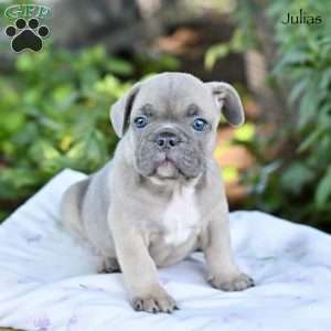 Julias, French Bulldog Puppy