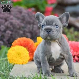 Tank, French Bulldog Puppy