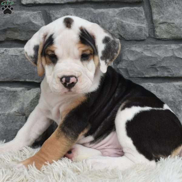 Tucker, Beabull Puppy