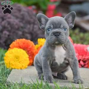 Tank, French Bulldog Puppy