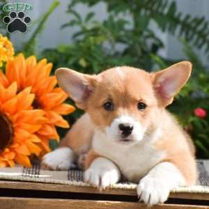 Hudson, Pembroke Welsh Corgi Puppy