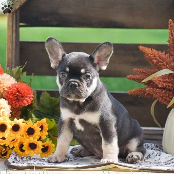Ryan, French Bulldog Puppy
