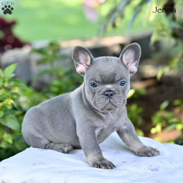 Jenna, French Bulldog Puppy