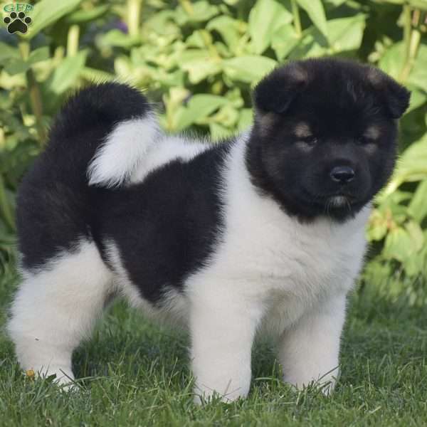 Brianna, Akita Puppy