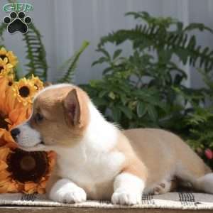 Holly, Pembroke Welsh Corgi Puppy
