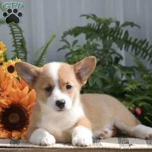 Holly, Pembroke Welsh Corgi Puppy