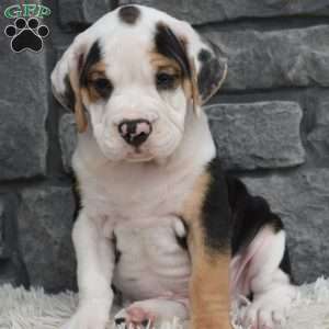 Tucker, Beabull Puppy